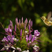 Hummer and Elkton Flowers by jgpittenger