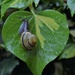Snail love by dragey74