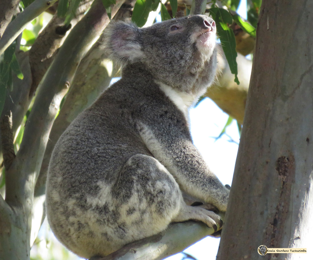 eyes to the sky by koalagardens