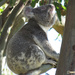 eyes to the sky by koalagardens