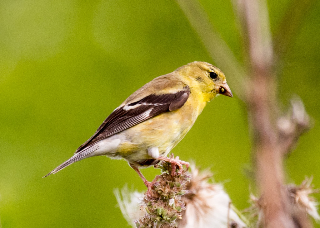 Goldfinch Sideview by rminer