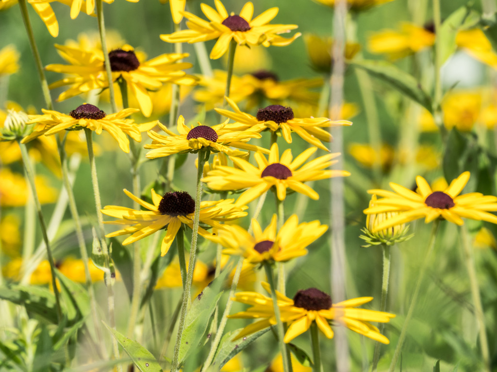 Brown Eyed Susans Patch by rminer