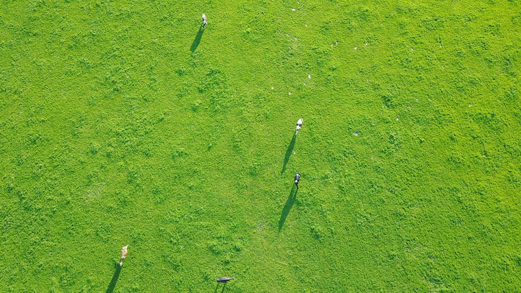 Cows from the sky - Volketswil, Switzeland by zetoune