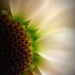 Day 342:  Everything's Coming Up Daisies by sheilalorson
