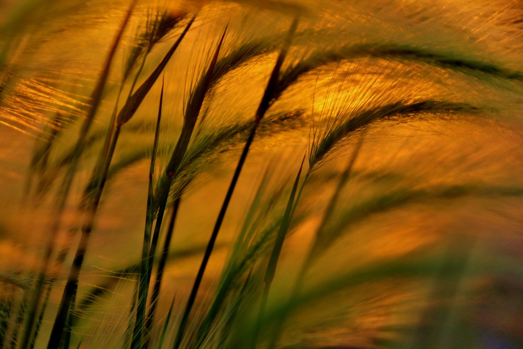 Grass by lynnz
