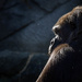 Contemplative Gorilla by jyokota