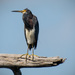 Tri-colored Heron in Ralph's Tree! by rickster549