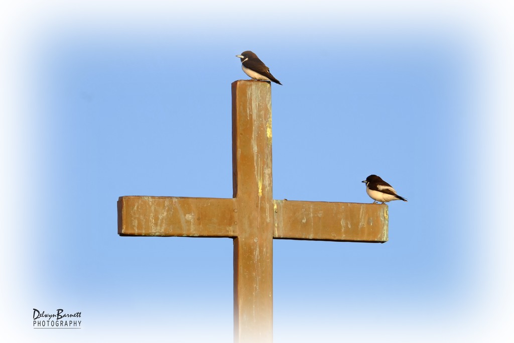 Cross birds by dkbarnett