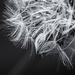 Dandelion Heart  by nicolecampbell