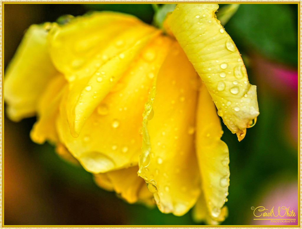 Rain-kissed Rose by carolmw