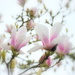 Magnolia by nickspicsnz