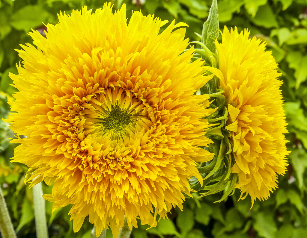 Sunflower. by tonygig
