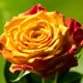Orange rose by elisasaeter