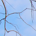 Tree branch abstract by mittens