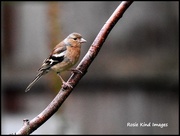 9th Aug 2017 - Male Chaffinch