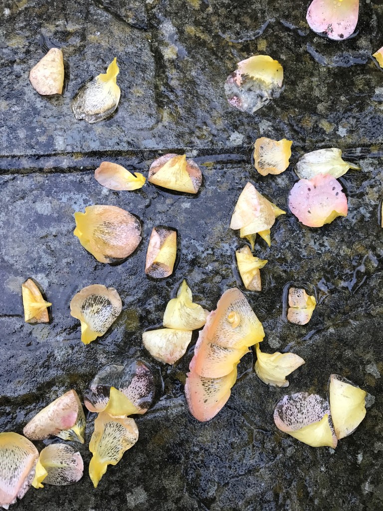 Petals in the rain by mattjcuk