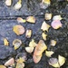 Petals in the rain by mattjcuk