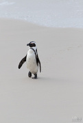 9th Aug 2017 - African Penguin