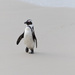 African Penguin by leonbuys83