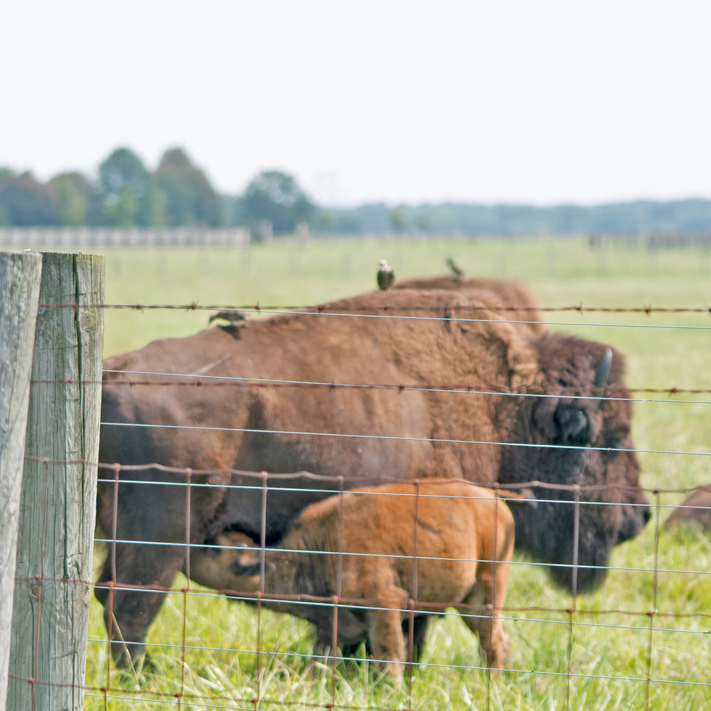 Buffalo Calf Nursing by rminer