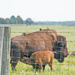 Buffalo Calf Nursing by rminer