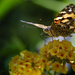 Painted Lady On Yellow Flowers by jgpittenger