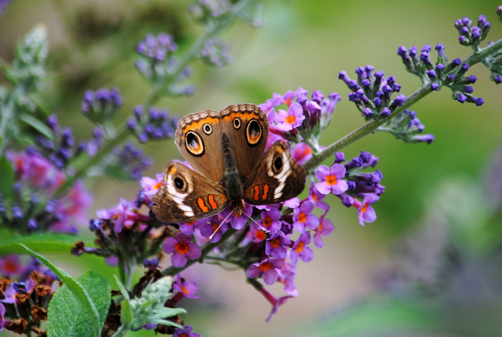 Buckeye on the Butterfly Bush by genealogygenie