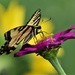 Swallowtail on a Zinnia by caitnessa