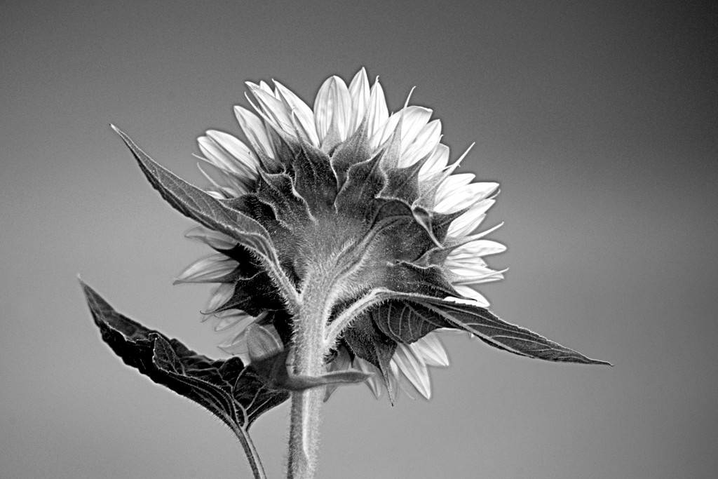 Black and White Sunflower! by fayefaye