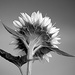 Black and White Sunflower! by fayefaye