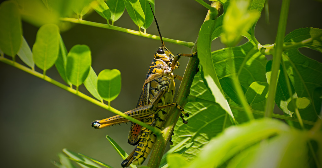 Eastern Lubber Grasshopper in the Bushes! by rickster549