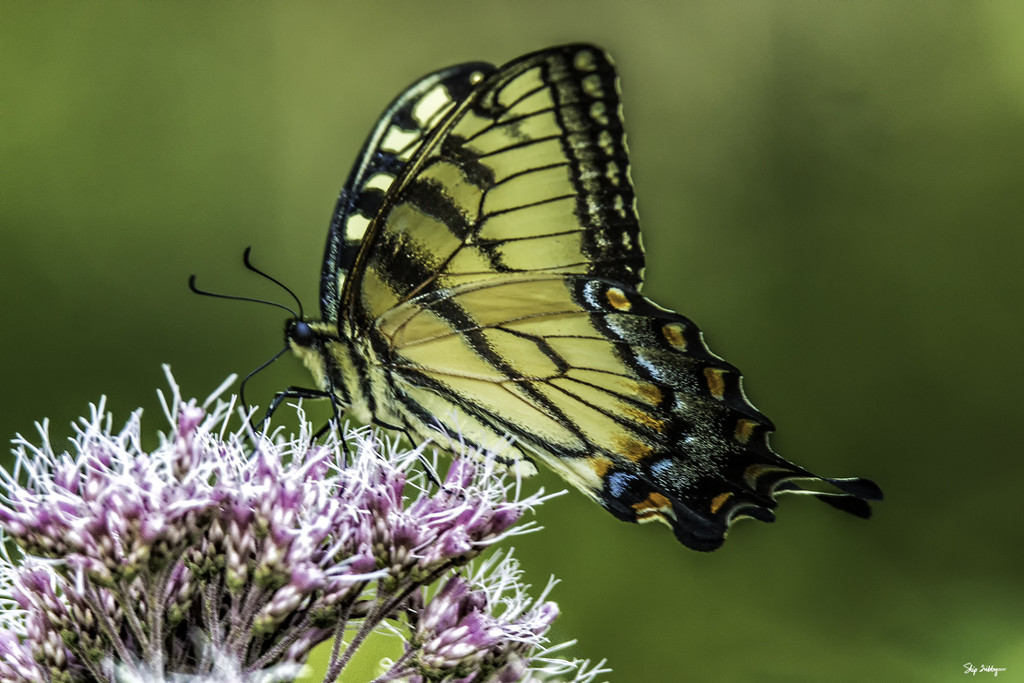 Eastern Tiger Swallowtail by skipt07