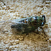 A Doomed Bug by marylandgirl58