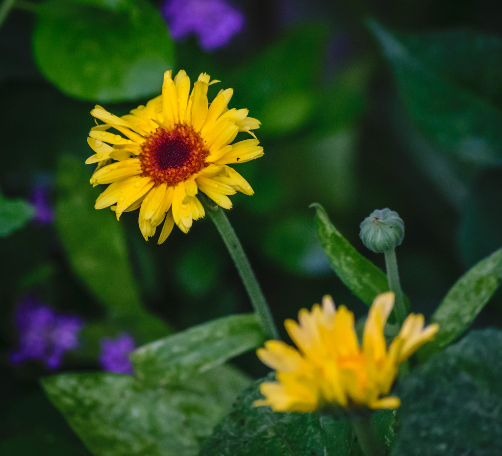 Mini Sunflower? by marylandgirl58