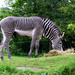 oh, my! naughty boy, mr. zebra!  by summerfield