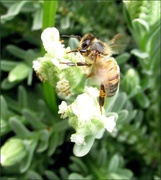 10th Aug 2017 - A very co-operative bee.