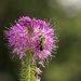 Rocky Mountain bee plant by aecasey