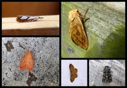 10th Aug 2017 - Early August moths