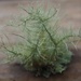 Moss / lichen by Dawn