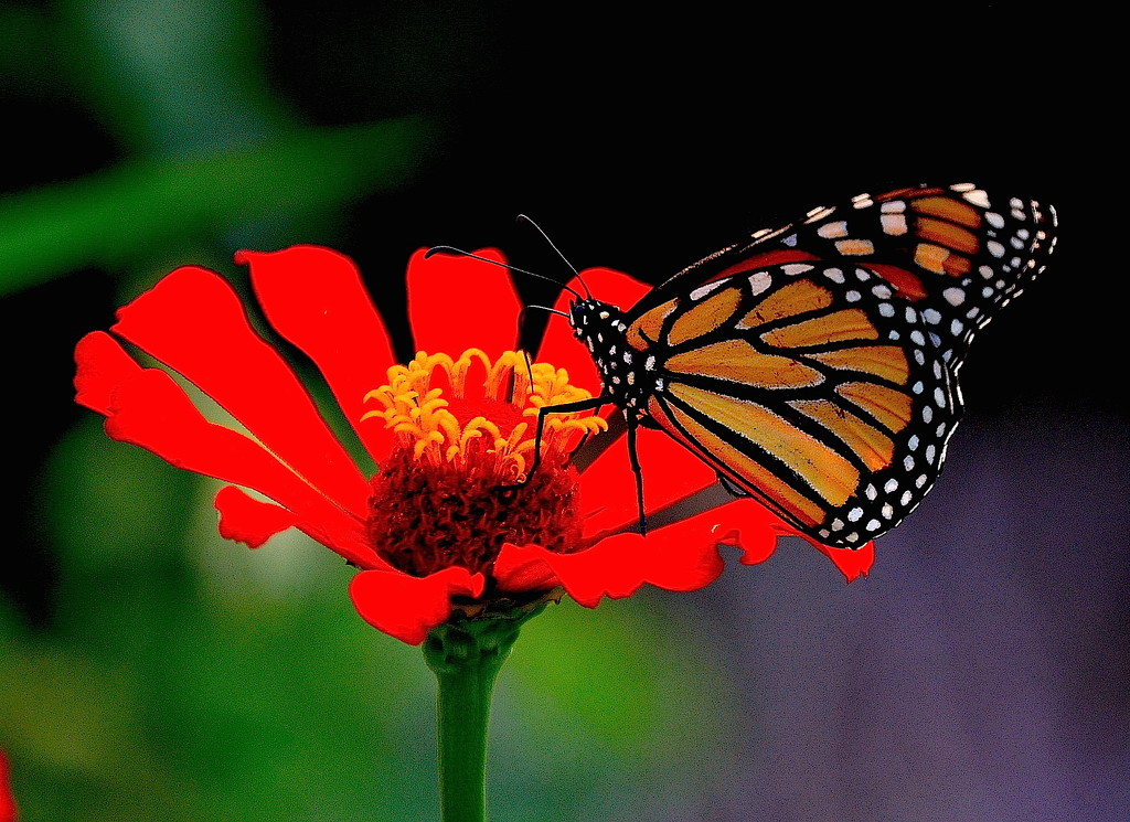 Butterfly and zinnia by congaree