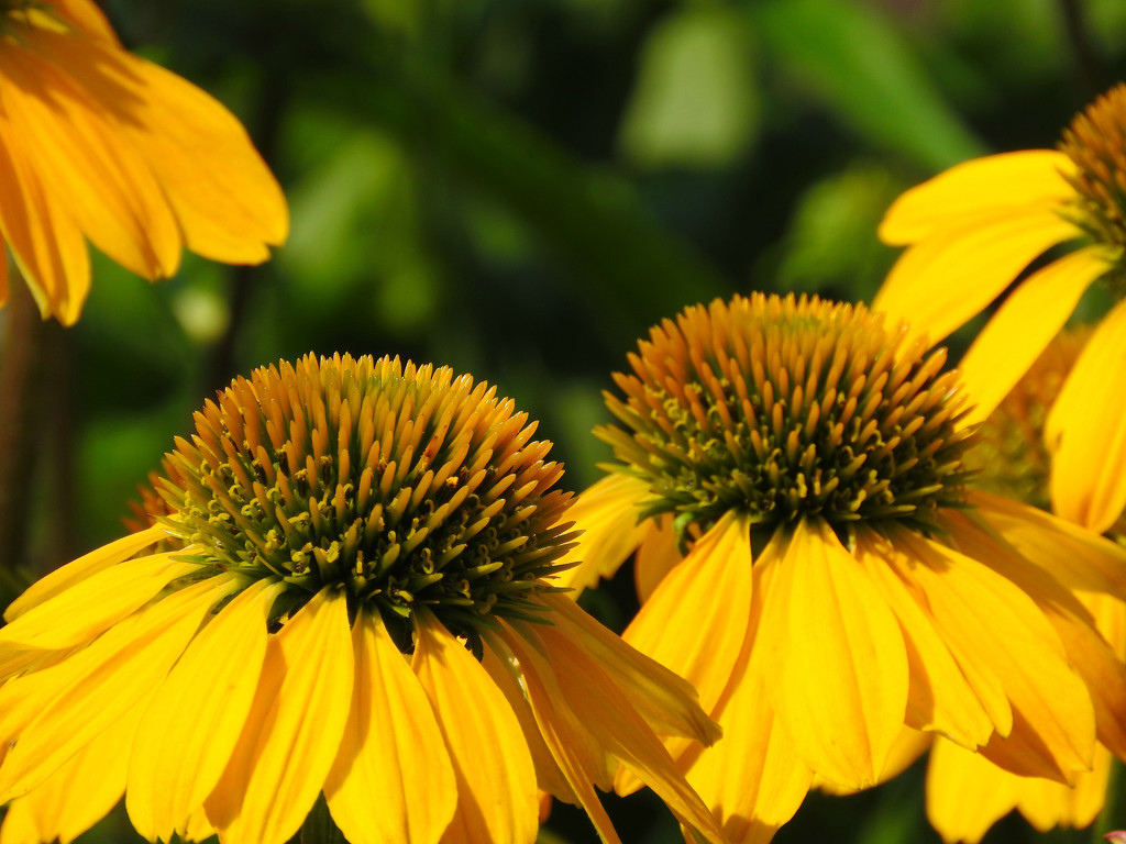Golden-Yellow Cone Flowers by seattlite