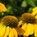 Golden-Yellow Cone Flowers by seattlite