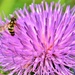 Tiny Bee by lynnz