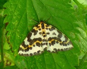 10th Aug 2017 - Magpie moth - Abraxas grossulariata