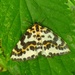 Magpie moth - Abraxas grossulariata by julienne1