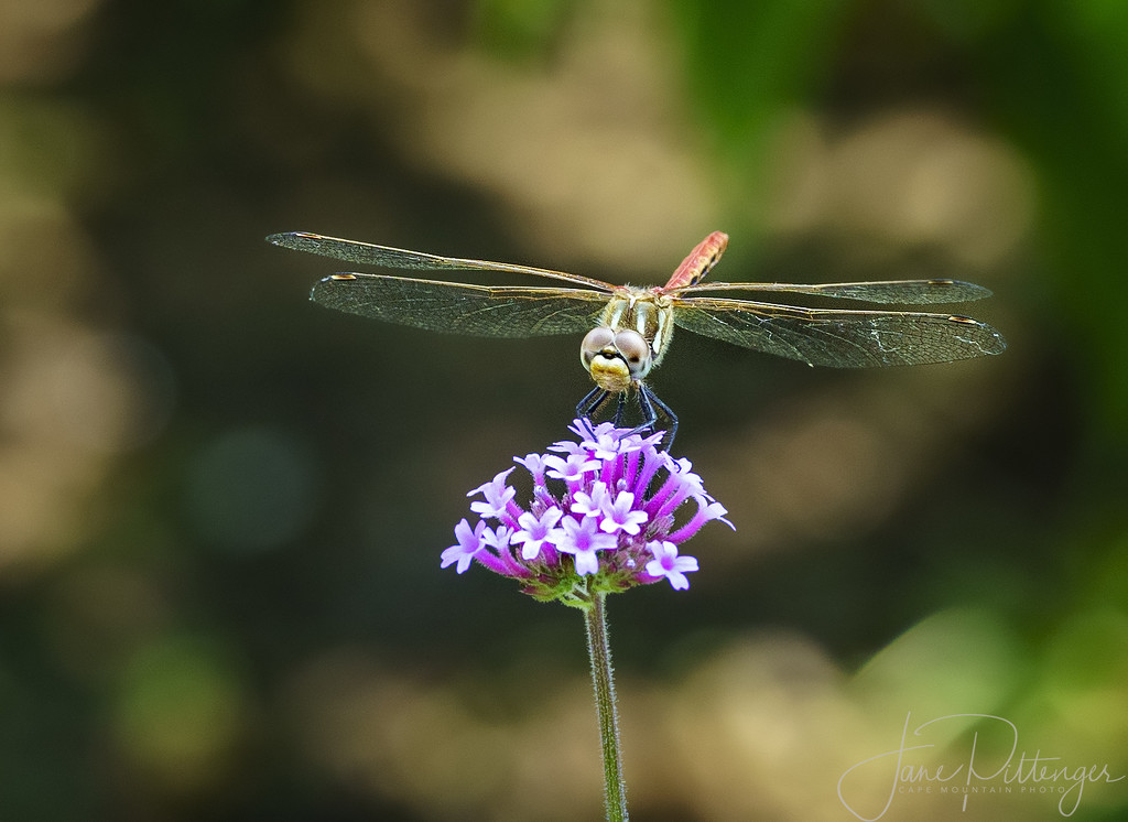 Dragonfly Smile by jgpittenger