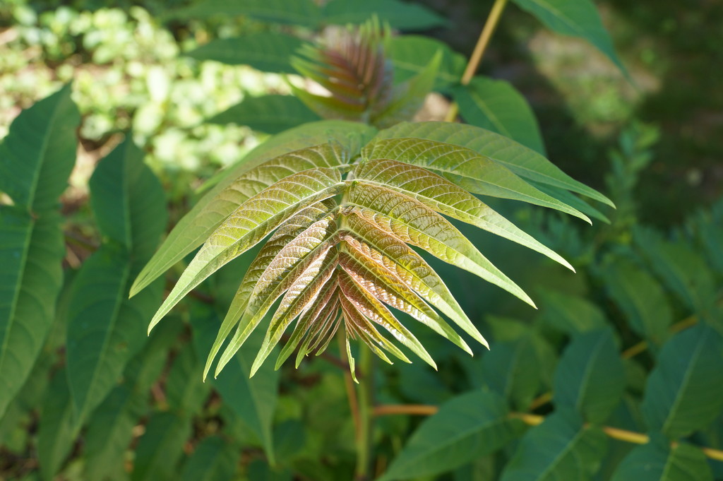New Ailanthus Leaves by meotzi