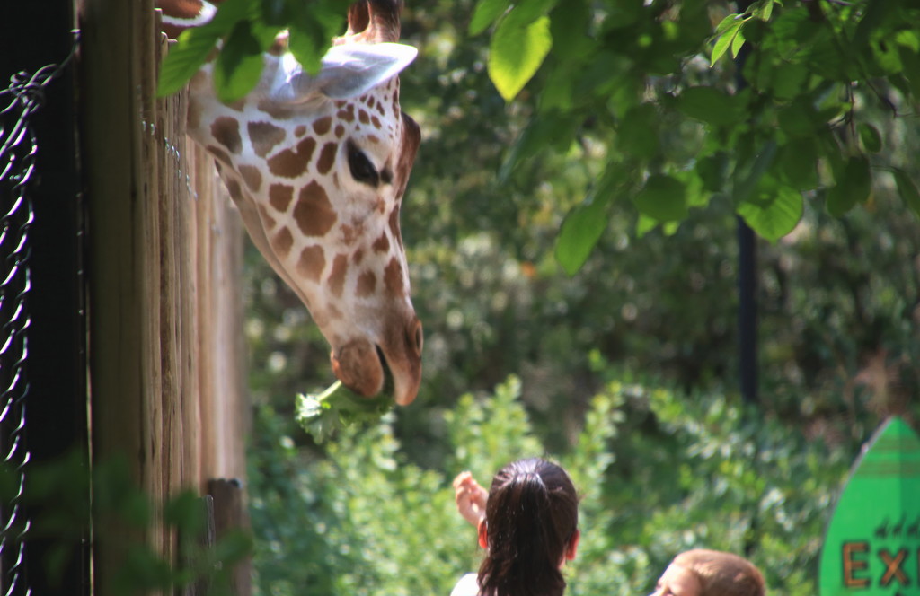Giraffe Feeding Time by randy23
