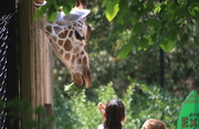 10th Aug 2017 - Giraffe Feeding Time