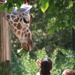 Giraffe Feeding Time by randy23